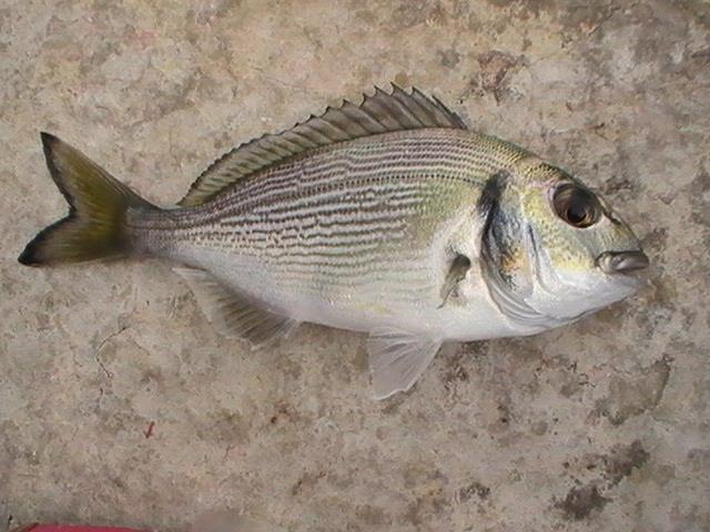 incep sa apara pesti din franta - 2013-08-14-170900.jpg